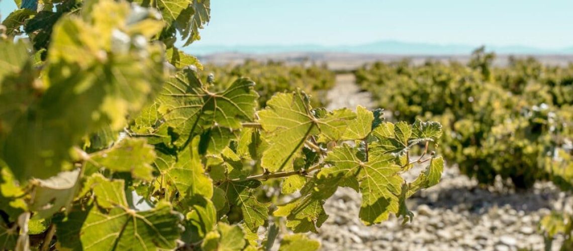 vinloq-blog-spanish-wine
